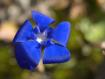Genzianella sul punto di sfiorire, ha i petali piegati