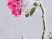 Una rosa canina durante una tormenta