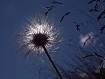 Pieno controluce