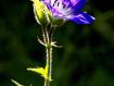 Fiore illuminato dal sole