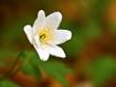 Anemone