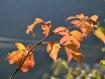 Ramo Con Foglie Rosse
