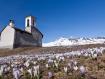 Fioritura di Crocus nivea agli Andossi