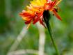 fiore