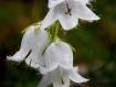 campanula bianca
