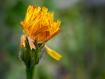fiore al crepuscolo