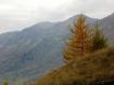 larici