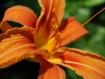 fiore a