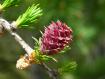 FIORE DI LARICE