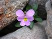 LA RARA �OROBICA� VIOLA COMOLLIA