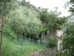 Montagna e olivi