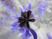 lavanda officinalis