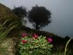 begonie nella nebbia