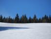 Pineta invernale