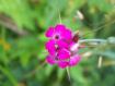 fiore 2